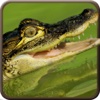 American Alligator Black Water Attack Shoot Pro
