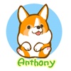 Corgi Anthony