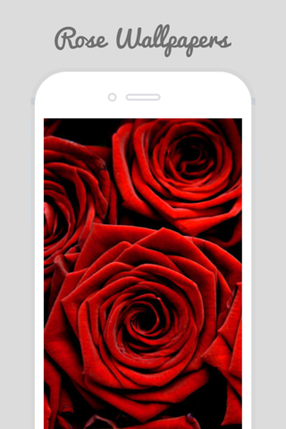 Trendy Roses - Best Collection of Rose Wallpapers screenshot 4