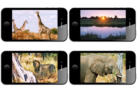 Africa Wallpapers HD screenshot 3