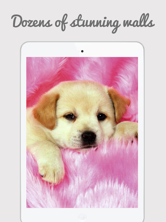 Cute Puppy Wallpapers