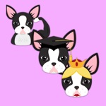 Boston Terrier - Bronze Brains Beauty