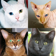 Activities of Cats Quiz - Guess Photos of All Popular Cat Breeds