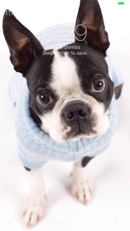 Boston Terrier Wallpapers Pro