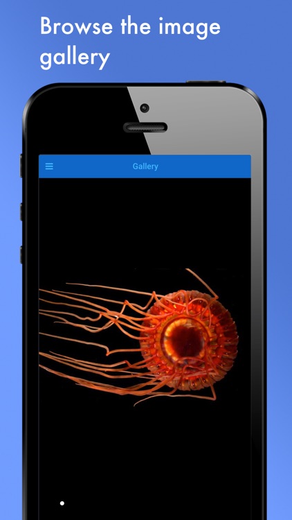 Jellyfish Species screenshot-3