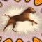 Are you ready for thrilling adventures and stunts in Crazy Dog Jump Stunt Simulator 3D