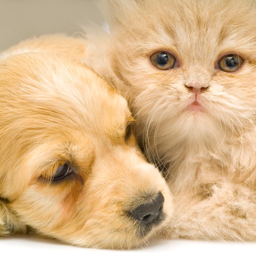 1000+ Cute Puppies & Kittens Wallpapers icon