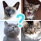 Icon Quiz guess all cute cat breeds