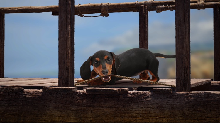 The Lost Dachshund screenshot-4