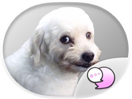 Buy me for my food : Mad dog Stickers for iMessage
