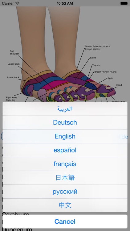 Foot Reflexology Chart