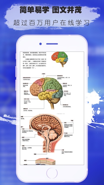 3d人体解剖生理学-人体医学肌肉解剖图谱