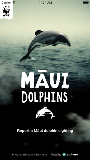 Maui Dolphin