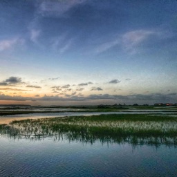 Marsh Sounds for Sleeping