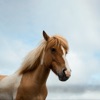 Equestrian Sounds for Dogs