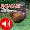 Pheasant Hunting Calls & Sounds