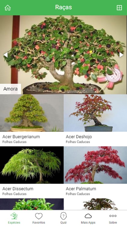 Bonsai Species