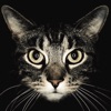 Cat Breeds guide and quiz