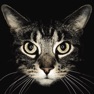 Get Cat Breeds guide and quiz for iOS, iPhone, iPad Aso Report