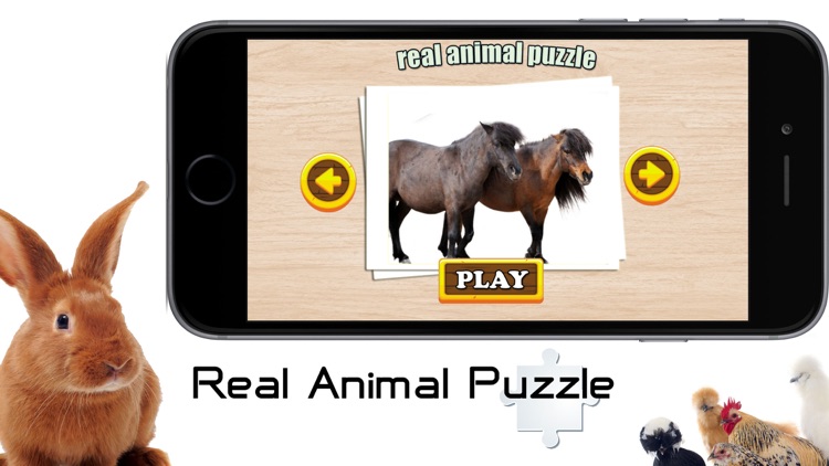 Real Animal Puzzle Jigsaw