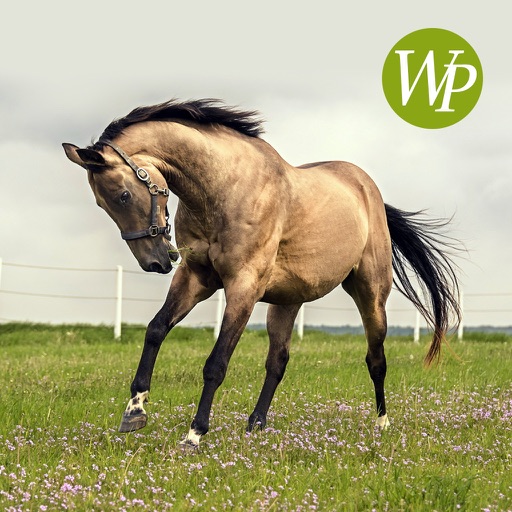 Horse - HD Wallpapers / Backgrounds Icon