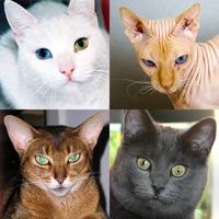 Katzen: Foto-Quiz über alle beliebten Katzenrassen apk