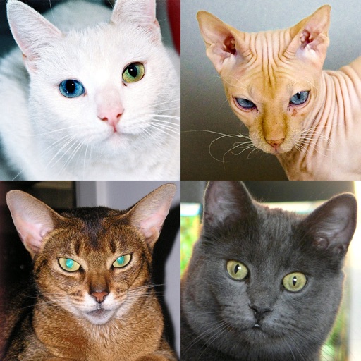 Cats Quiz - Guess Photos of All Popular Cat Breeds iOS App