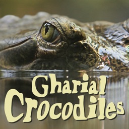 GharialCrocodiles