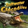 Saltwater Crocodiles