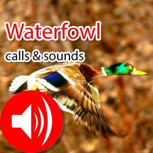 Waterfowl Real Hunting Calls & Sounds icon