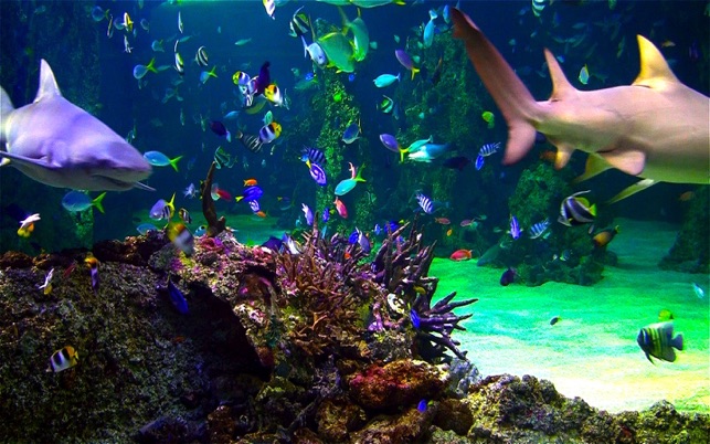 SCARICARE ACQUARIO VIRTUALE GRATIS