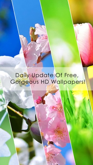 Pink Flowers HD WallPapers & Background Free(圖5)-速報App