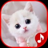Icon Cute Cat Sounds