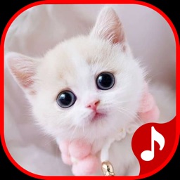 Cat Meow Sounds Kitten Meowing for Android - Free App Download