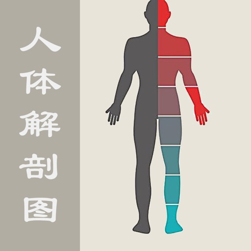 人体解剖图 - 全彩医学专业解剖图谱