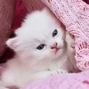 Cute Kitty Wallpapers HD - Cat & Kitten Pictures
