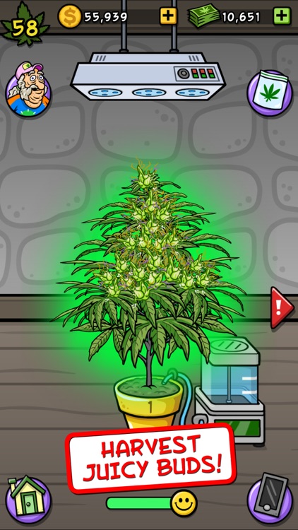 Bud Farm: Grass Roots