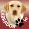 Labrador io is like a trip through the pet store of your dreams