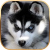 Icon Talking Dog Virtual Pet Husky