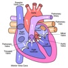 Peds Cardiology Handbook