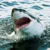 Shark Simulator 3D - White Shark Attack Sim