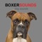 Boxer sounds dog app provides you Boxer barking sounds for Boxers and dog sounds + Barking Sounds and dog barks at your fingertips