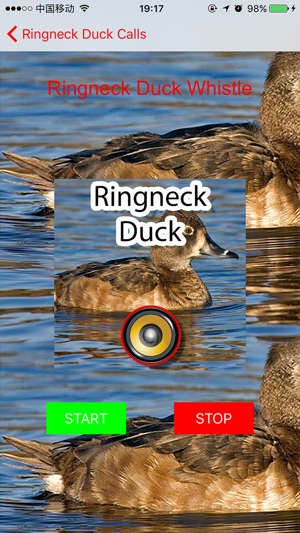 Real Ringneck Duck Calls & Sounds(圖1)-速報App