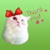 Cute Scottish Fold Cat Sticker