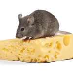 Cheese Rats Funny Stickers