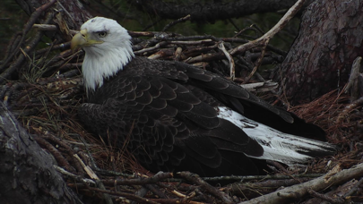 How to cancel & delete Live Bird Watching from iphone & ipad 3