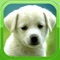 ●●● Best Puppies Wallpaper & Background app in the app store ●●●