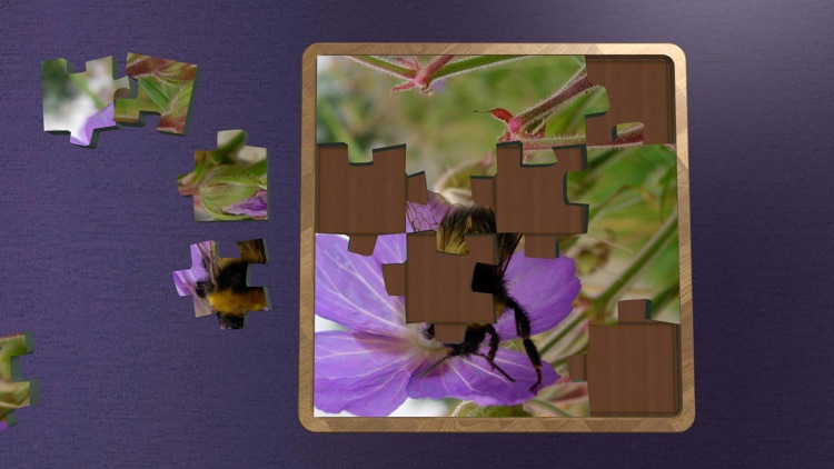 Super Jigsaws Bugs & Creatures screenshot-4