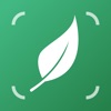Icon LiLy - Plant Identification