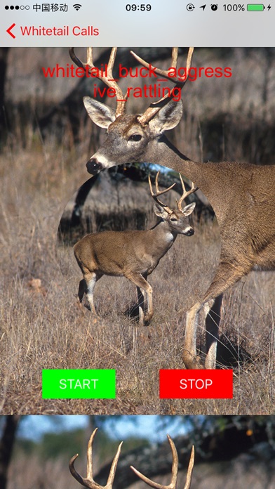 How to cancel & delete Whitetail Hunting Calls - Real Deer Sounds from iphone & ipad 4